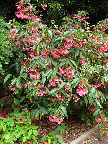 Begonia coccinea